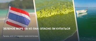 Зеленое море на Ко Лан: можно ли купаться и когда пройдет
