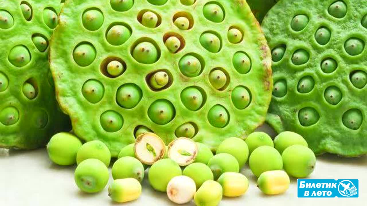 Чай из бутонов лотоса ชาดีบัว [ча: ди: буа]